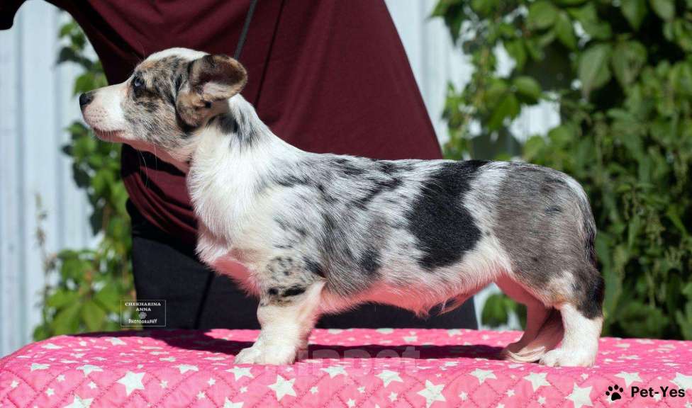 Собаки в Москве: Мраморный корги Мальчик, 50 000 руб. - фото 5