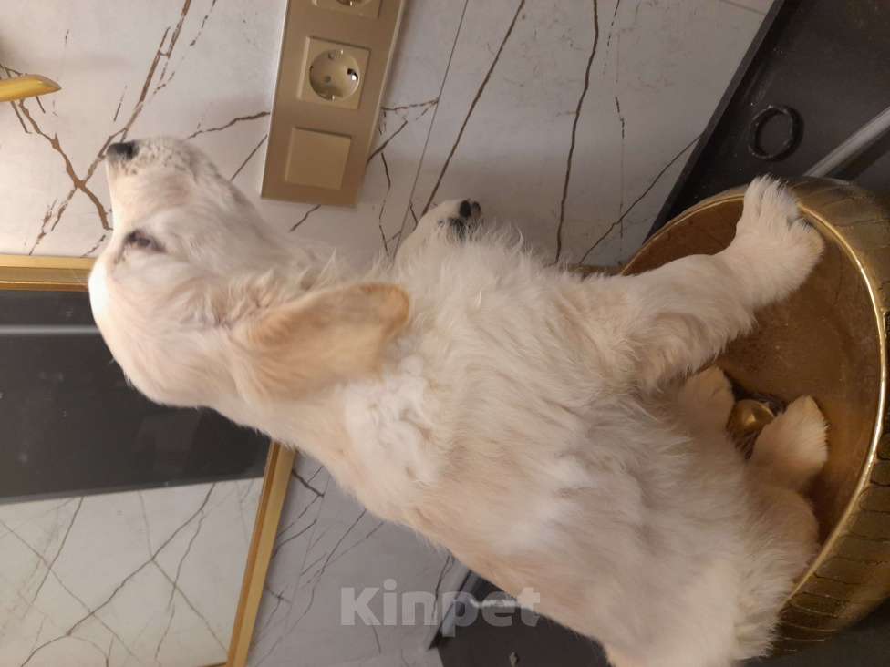 Собаки в Москве: Породистые щенки голден ретривер от российских и международных чемпионов Мальчик, 60 000 руб. - фото 7