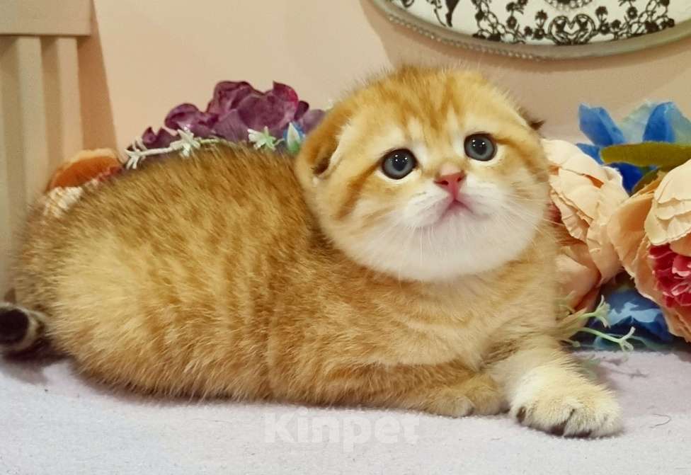 Кошки в Москве: Зоолотой котик. С документами  Мальчик, 30 000 руб. - фото 2