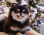 Собаки в Москве: Неповторимая девочка померанского шпица Девочка, 150 000 руб. - фото 2