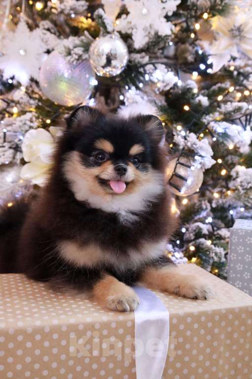 Собаки в Москве: Неповторимая девочка померанского шпица Девочка, 150 000 руб. - фото 2