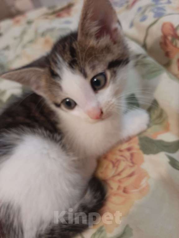 Кошки в Гатчине: Отдам котят в добрые руки Мальчик, Бесплатно - фото 1