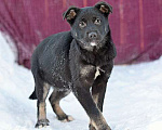 Собаки в Москве: Домашний щеночек Куделек в добрые руки Мальчик, Бесплатно - фото 5