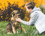 Собаки в Подольске: Собачка Малинка ищет дом и любящих хозяев. Девочка, Бесплатно - фото 4