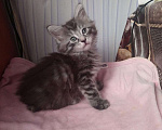Кошки в Котовске: Котята Мейн-Кун, 10 000 руб. - фото 7