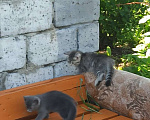 Кошки в Новосибирске: Шотландские котята Мальчик, 2 500 руб. - фото 3