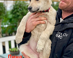 Собаки в Москве: Щенки — метисы овчарки в дар, Бесплатно - фото 2