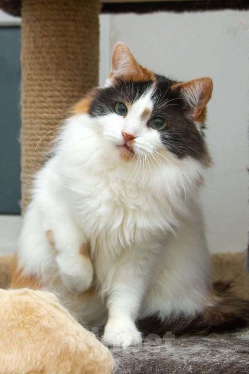 Кошки в Москве: Трехцветная пушистая спокойная кошка-куколка Африка в дар Девочка, 1 руб. - фото 4