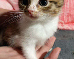 Кошки в Ижевске: вислоухий котенок Мальчик, Бесплатно - фото 1