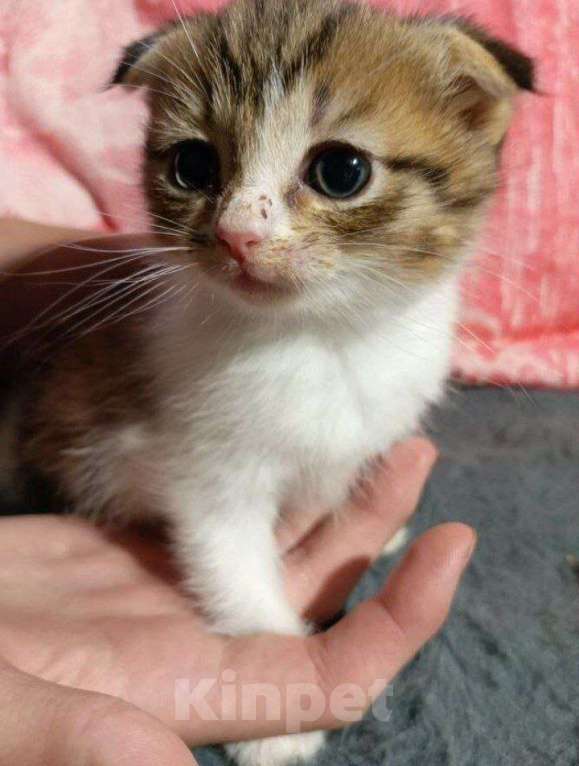 Кошки в Ижевске: вислоухий котенок Мальчик, Бесплатно - фото 1