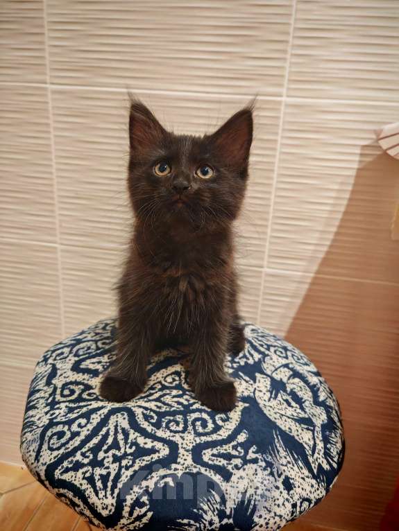 Кошки в Уфе: Черныш Мальчик, Бесплатно - фото 4