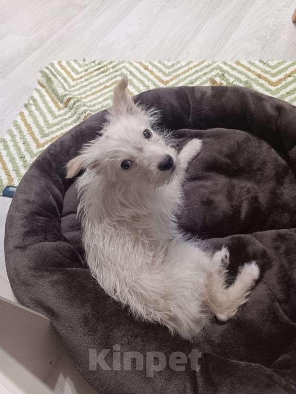 Собаки в Москве: Малышка Кики ищет маму и папу! Девочка, 100 руб. - фото 2