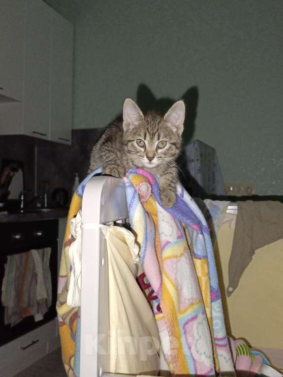 Кошки в Реутове: Отдам в добрые руки  Девочка, 1 000 руб. - фото 4