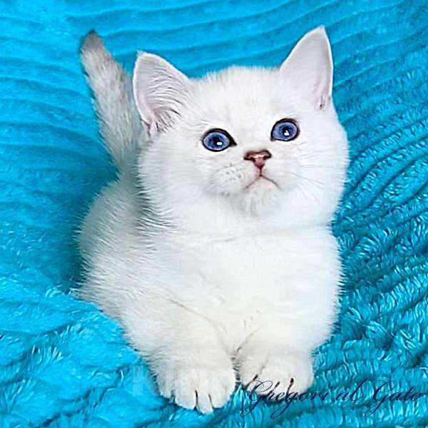 Кошки в Москве: Британская шиншилла котята шоу-класс Мальчик, 45 000 руб. - фото 2