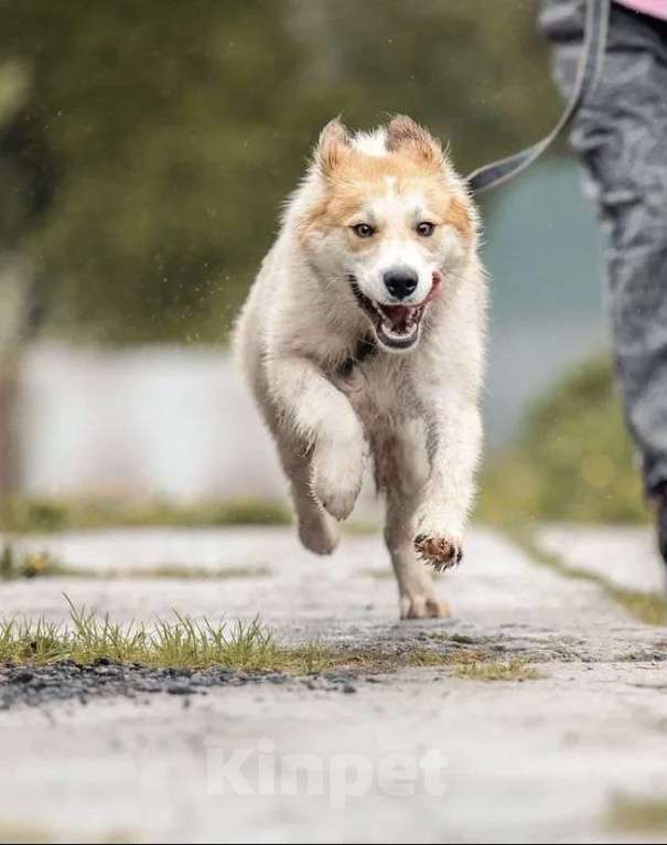 Собаки в Москве: Метис аусси Альф в добрые руки Мальчик, Бесплатно - фото 3
