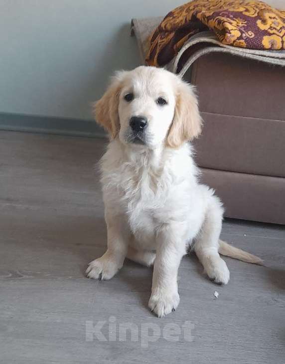 Собаки в других городах Московской области: Супер девочка с мягким нравом и сильным характером, 12.11.2025 Девочка, 100 000 руб. - фото 1