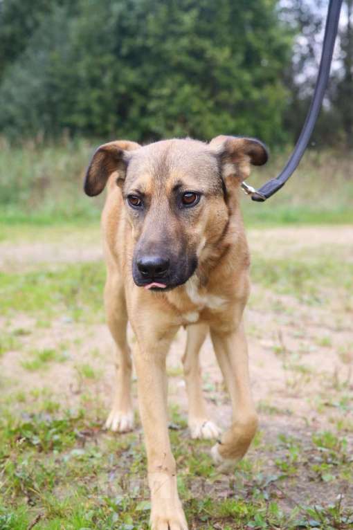 Собаки в Москве: Яся Девочка, Бесплатно - фото 8