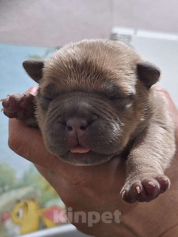 Собаки в Новосибирске: Щенок американского булли Девочка, 80 000 руб. - фото 2