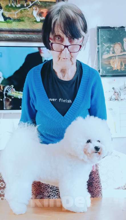 Собаки в Казани: Гламуркеннел Девочка, 150 000 руб. - фото 1