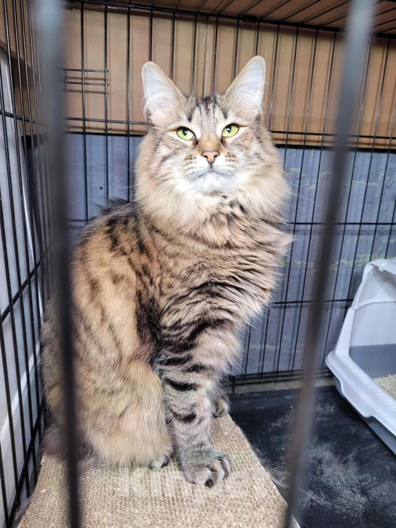 Кошки в Москве: Муза Девочка, Бесплатно - фото 3