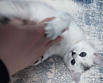 Кошки в других городах Московской области: Серебристая шиншилла скоттиш-страйт мальчик Мальчик, 10 000 руб. - фото 5