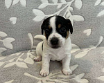 Собаки в Чехове: Щенки Джек Рассел терьер  Мальчик, 30 000 руб. - фото 9