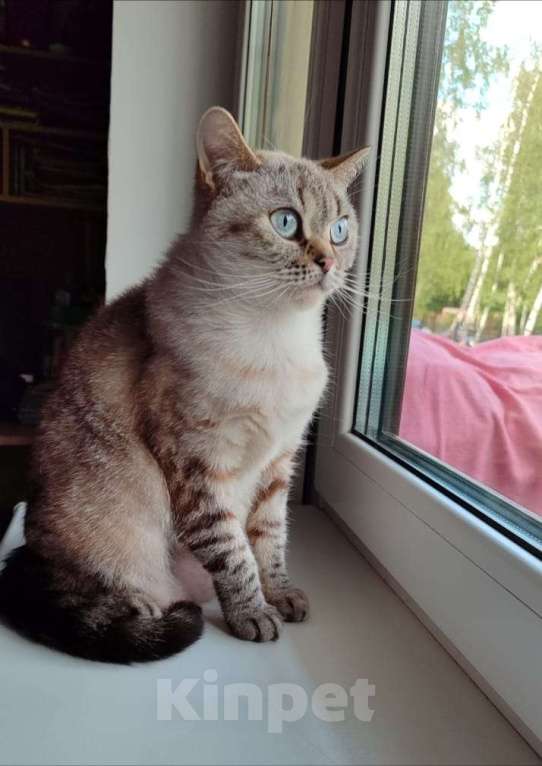 Кошки в Москве: Британская кошка Девочка, 30 000 руб. - фото 2