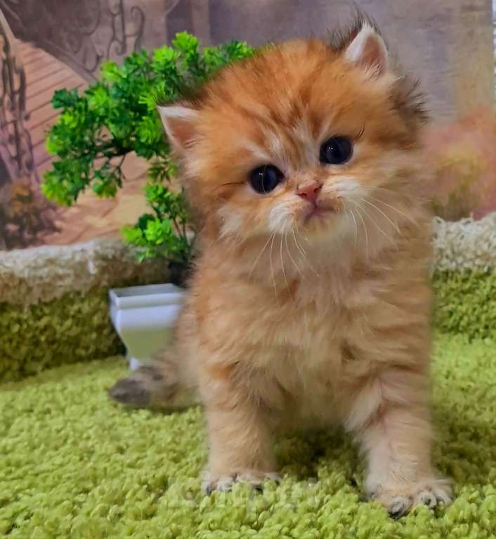 Кошки в Орле: ДРОГОЦЕННОЕ ЧУДО, ЗОЛОТАЯ ШИНШИЛЛА  Девочка, Бесплатно - фото 3