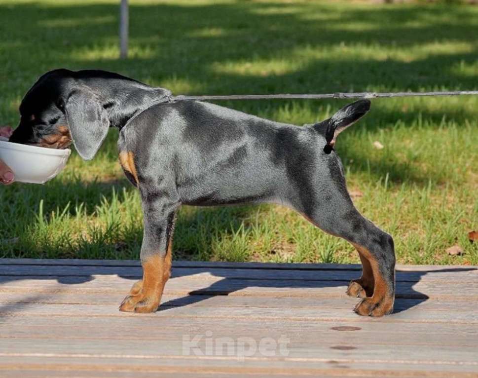 Собаки в Чехове: Крупные щенки добермана РКФ Мальчик, 70 000 руб. - фото 9