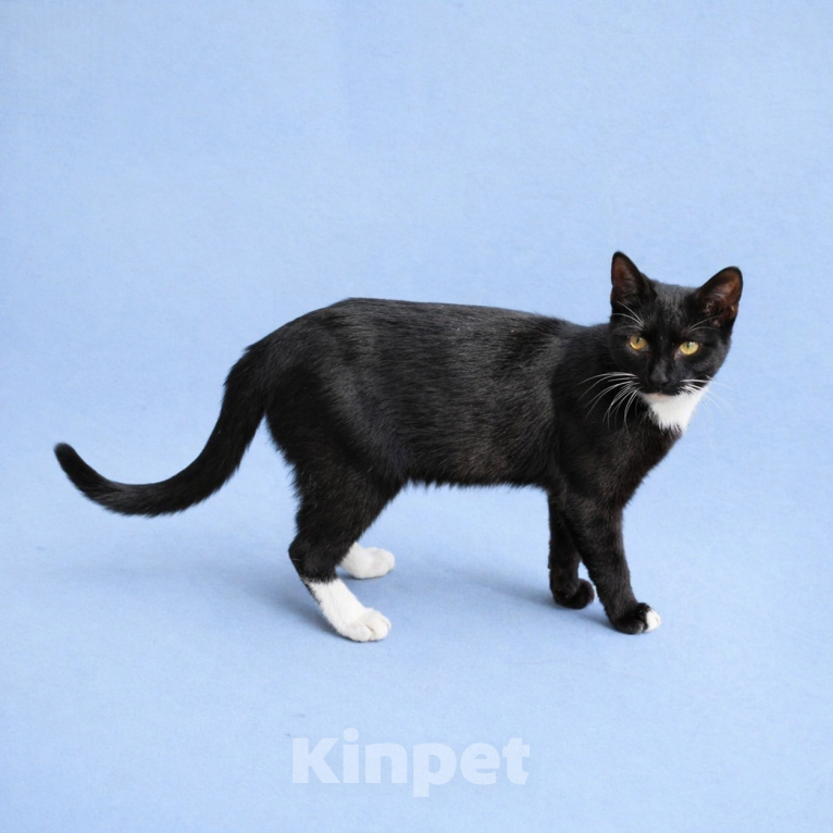 Кошки в Москве: Крошику нужен дом Мальчик, Бесплатно - фото 4