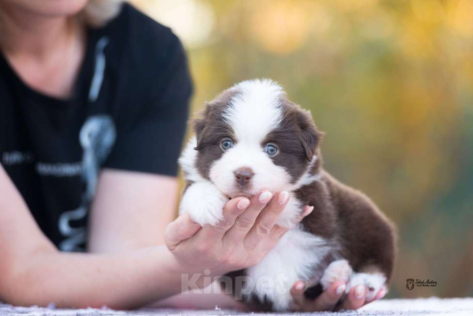 Собаки в Москве: Миниатюрная американская овчарка (мини-аусси) Мальчик, 150 000 руб. - фото 3