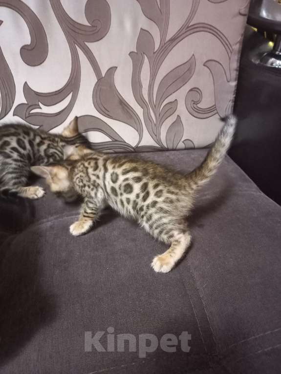 Кошки в Пензе: Бенгальские котята Девочка, 12 000 руб. - фото 6