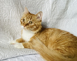 Кошки в Москве: Кот ищет дом Мальчик, Бесплатно - фото 4