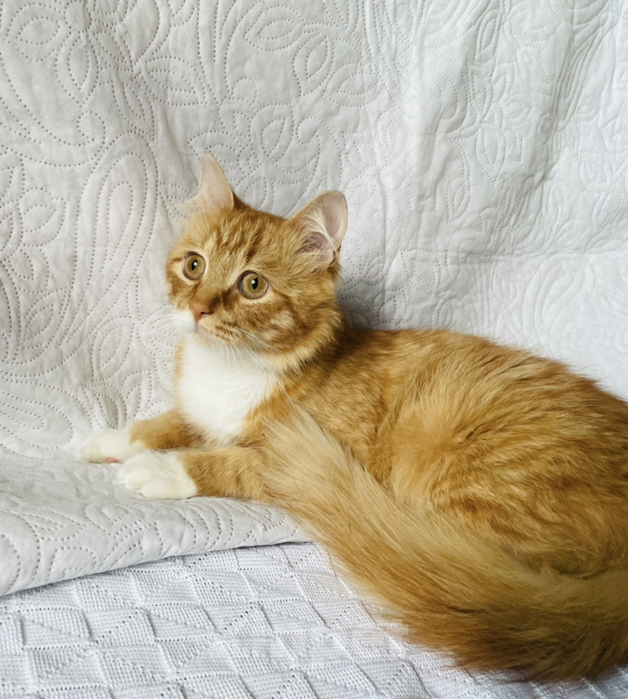 Кошки в Москве: Кот ищет дом Мальчик, Бесплатно - фото 4