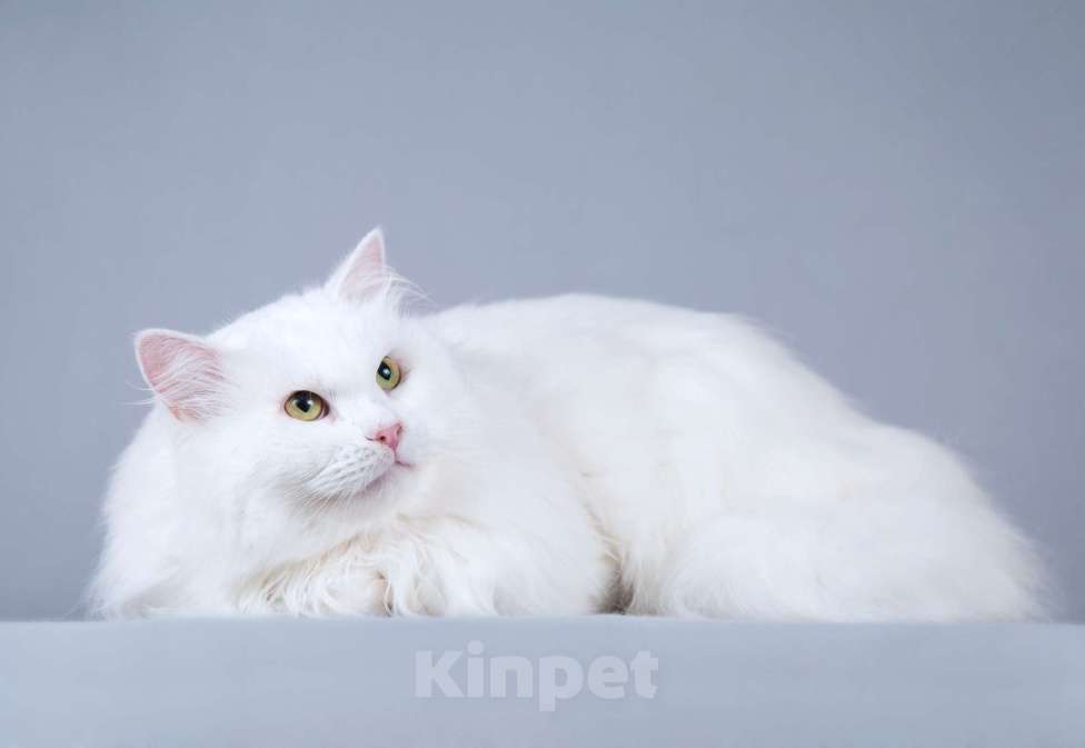 Кошки в Москве: Ласковый ангорский кот Сахарок в добрые руки Мальчик, Бесплатно - фото 3