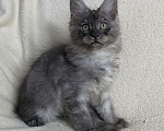 Кошки в Дмитрове: Черный дымчатый мальчик мейн кун Veles Мальчик, 60 000 руб. - фото 7