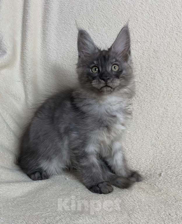 Кошки в Дмитрове: Черный дымчатый мальчик мейн кун Veles Мальчик, 60 000 руб. - фото 7