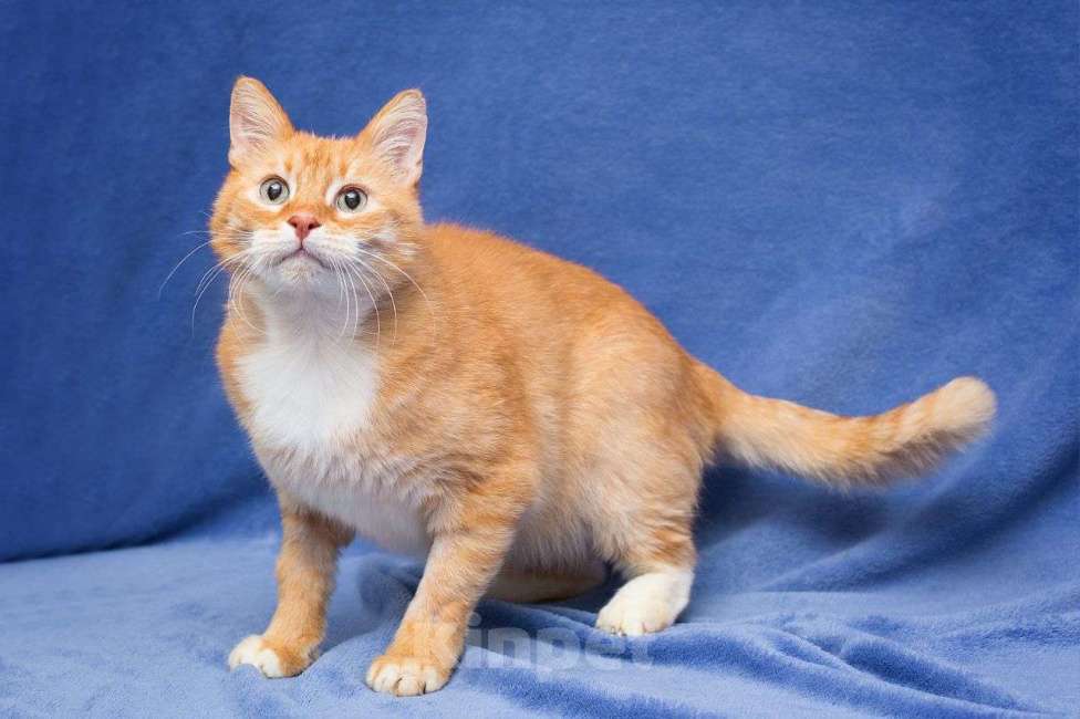 Кошки в Москве: Рыжий котик Бонифаций практически год живет в Зооцентре. Невероятно красивый, но очень одинокий... Мальчик, Бесплатно - фото 3