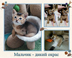 Кошки в Благодарном: Абиссинские котята Разнополые, Бесплатно - фото 5