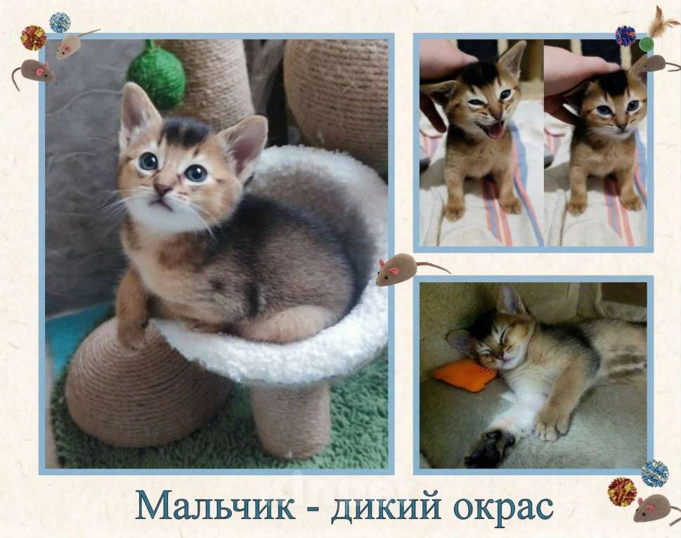 Кошки в Благодарном: Абиссинские котята Разнополые, Бесплатно - фото 5