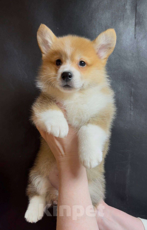 Собаки в Москве: Шикарный мальчик вельш корги пемброк  Мальчик, 60 000 руб. - фото 3