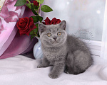 Кошки в Мурином: Британский котик голубого окраса Мальчик, 20 000 руб. - фото 3