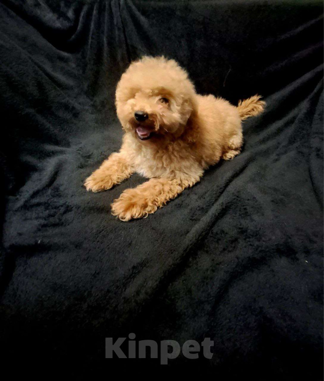 Собаки в Москве: Щенок той пудель девочка Девочка, 45 000 руб. - фото 1