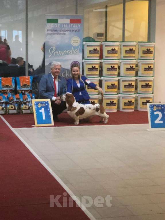 Собаки в Видном: Отдам в добрые руки Мальчик, Бесплатно - фото 2