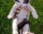 Кошки в Твери: Отдам котят в добрые руки в Твери  Девочка, Бесплатно - фото 1