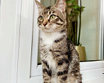 Кошки в Москве: Красивейший полосатый котик Мартин в добрые руки  Мальчик, Бесплатно - фото 3