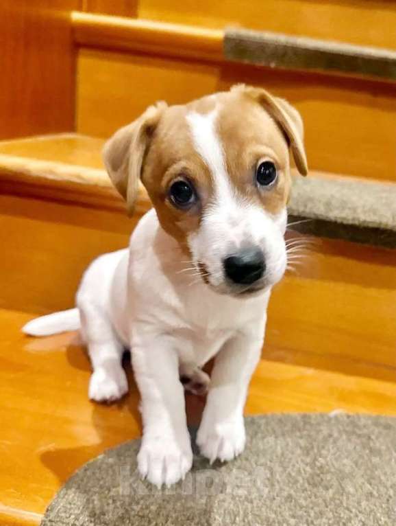 Собаки в Москве: Девочка Джек Рассел терьер Девочка, 45 000 руб. - фото 1