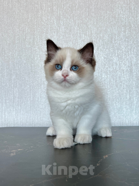 Кошки в Москве: Котёнок Рэгдолл Разнополые, 90 000 руб. - фото 6