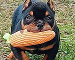 Собаки в Нижнем Новгороде: Американский Булли мальчик  Мальчик, Бесплатно - фото 1