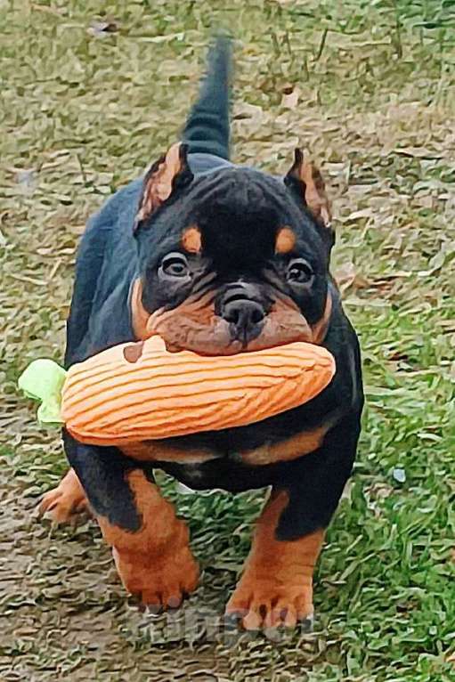 Собаки в Нижнем Новгороде: Американский Булли мальчик  Мальчик, Бесплатно - фото 1